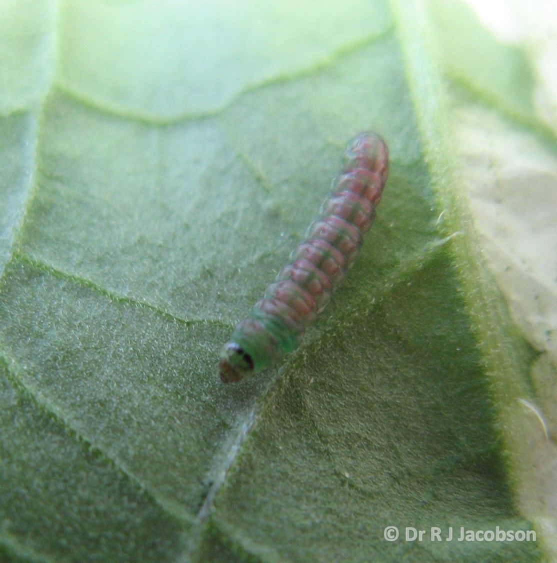 Tuta absoluta larva. Copyright of Dr R J Jacobson (RJC Ltd).